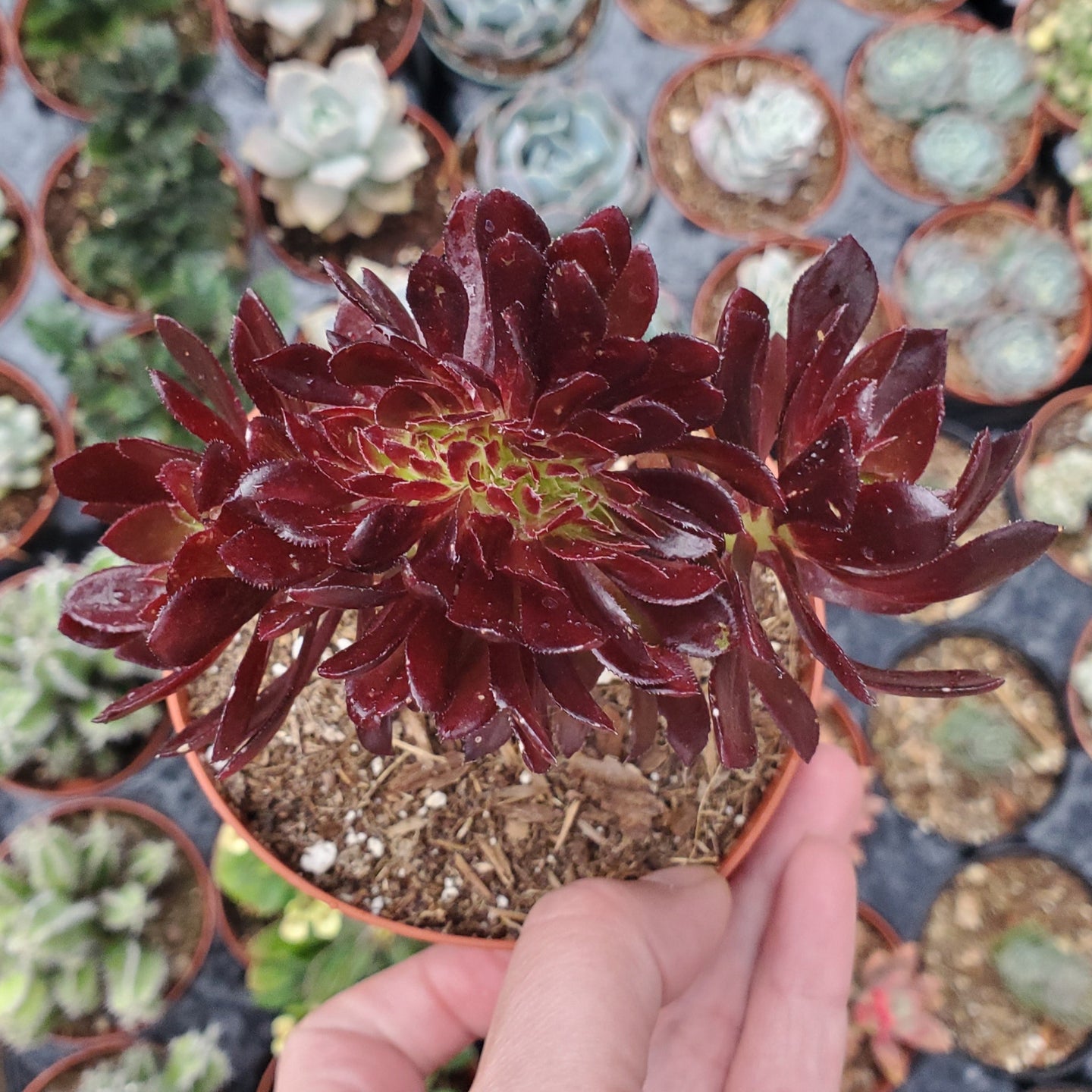 Aeonium Crest